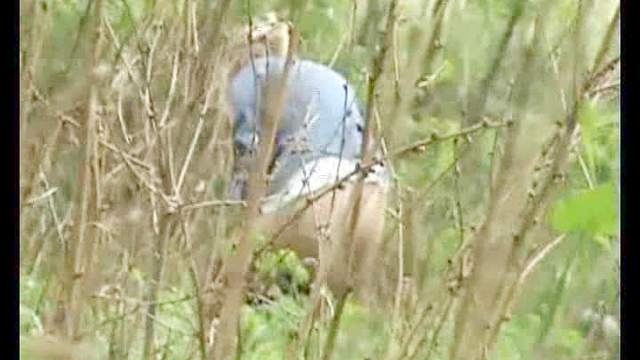 Voyeur piss in the woods is sexy