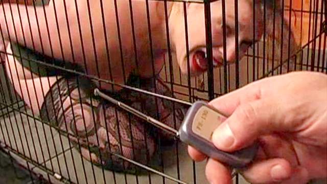 Caged girl is a pain slut