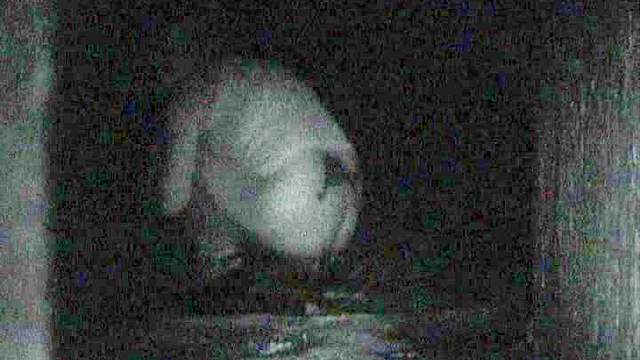 Chubby pussy is peeing in the middle of the night